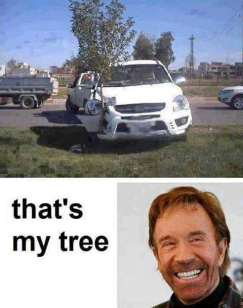 Chuck Norris's Tree - Funny pictures