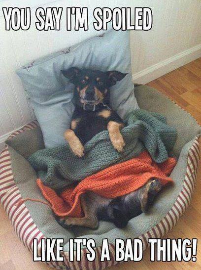 Spoiled Dog - Funny pictures