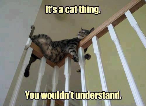 It's a Cat Thing - Funny pictures