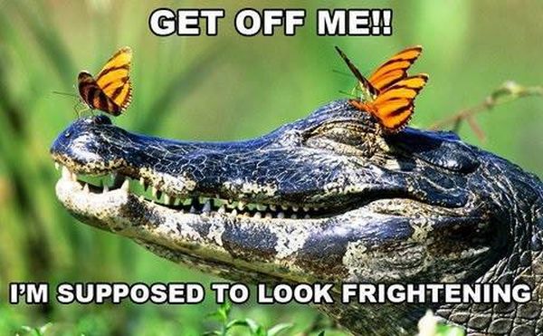 Get Off Me! - Funny pictures