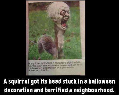 Halloween Squirrel - Funny pictures