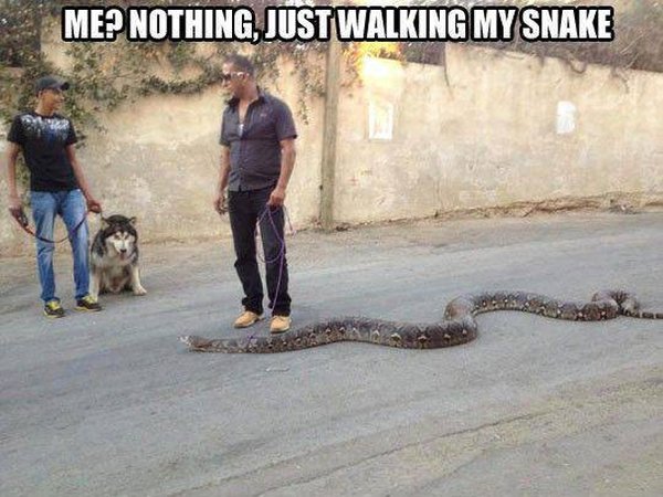 Snake Walking - Funny pictures