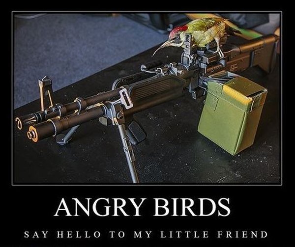 Angry Birds - Funny pictures