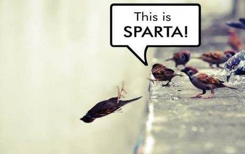 Spartan Birds - Funny pictures