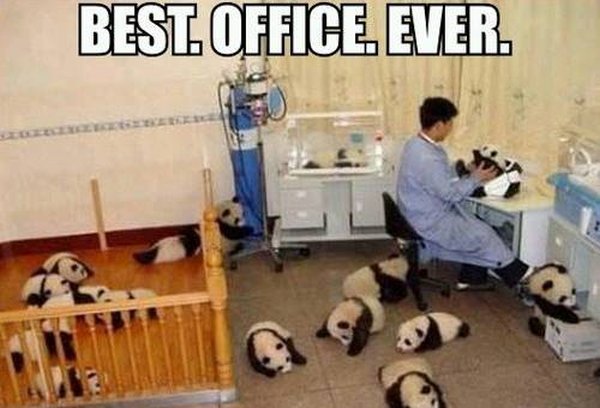 Best Office Ever - Funny pictures
