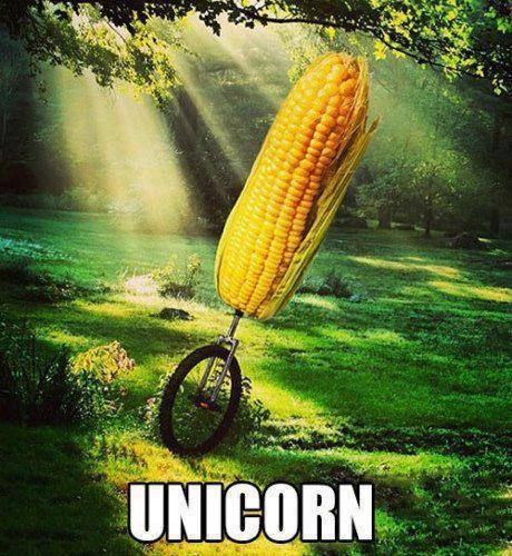 Unicorn - Funny pictures