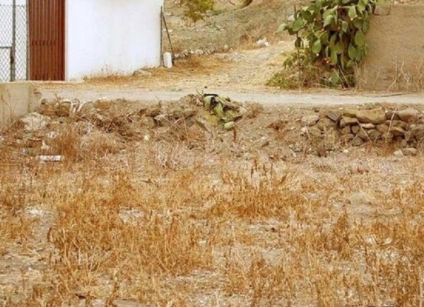 Find the cat - Funny pictures