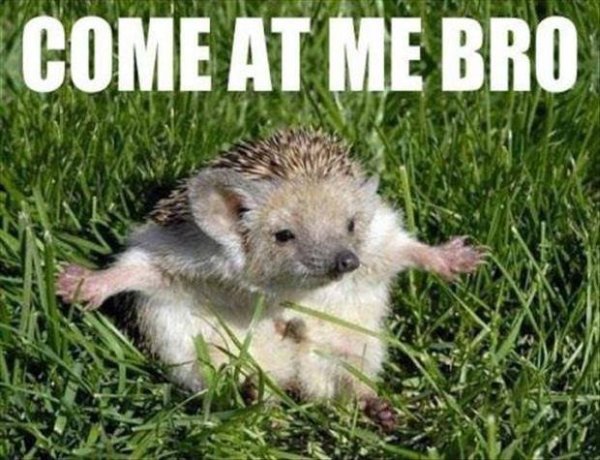 Come At Me Bro! - Funny pictures