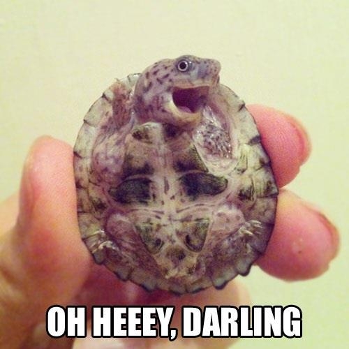 Oh Heeey, Darling! - Funny pictures