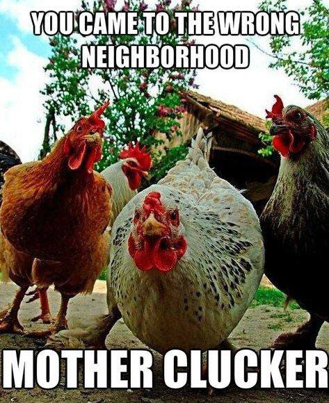 You Came to the Wrong Neighborhood - Funny pictures