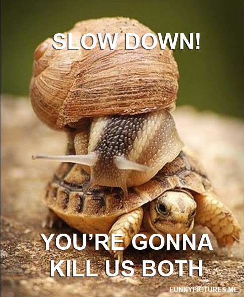 Slow Down! - Funny pictures