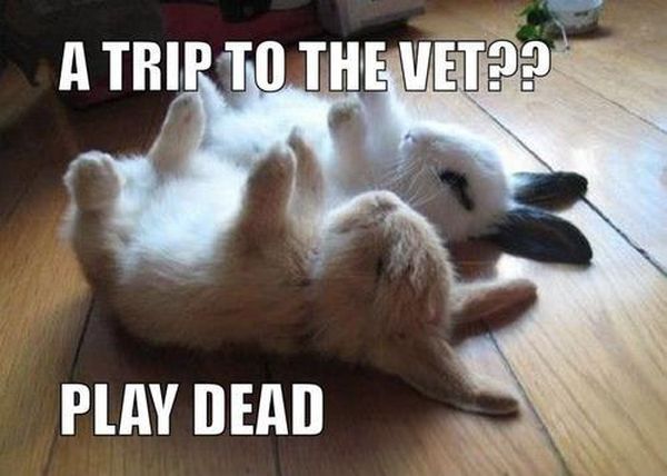 A Trip To The Vet? - Funny pictures