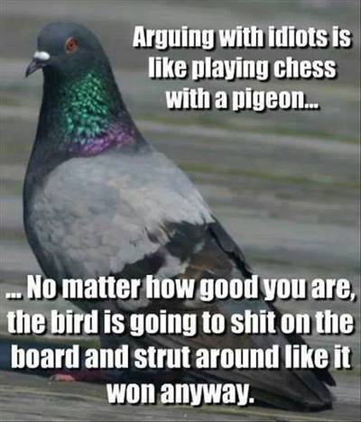 Arguing With Idiots Is Like Playing Chess With Pigeon - Funny pictures