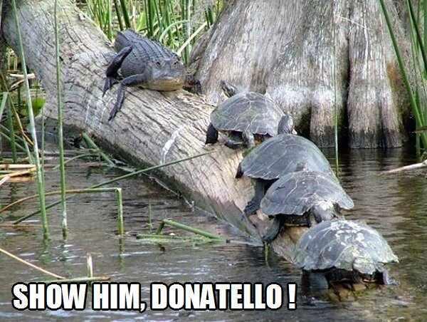 Show Him Donatello - Funny pictures