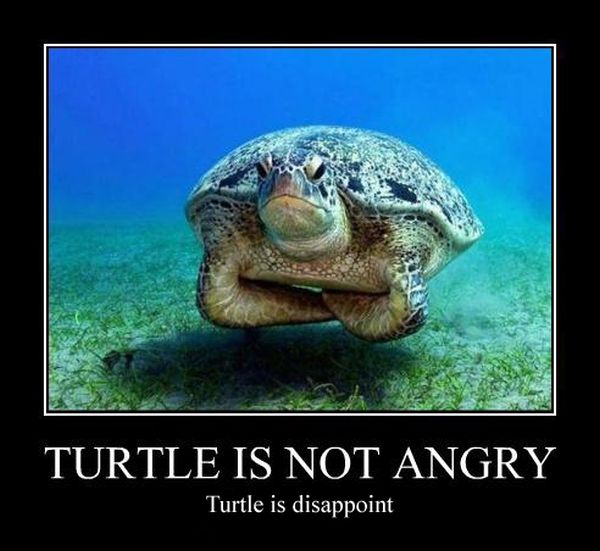 Turtle Is Not Angry - Funny pictures