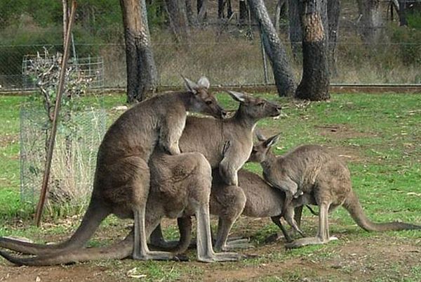 Meanwhile In Australia… - Funny pictures