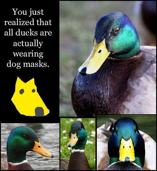 All Ducks Are Wearing A Mask - Funny pictures