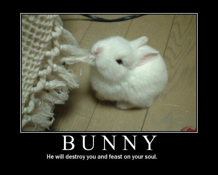 Bunny - Funny pictures