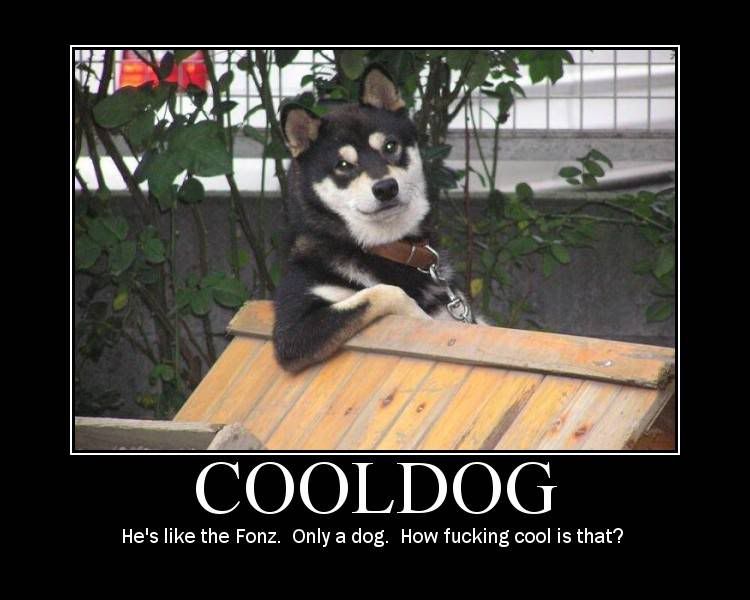 Cool Dog - Funny Pictures