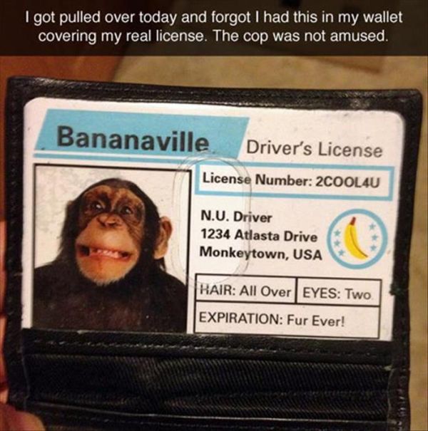 Drivers License Monkey Joke