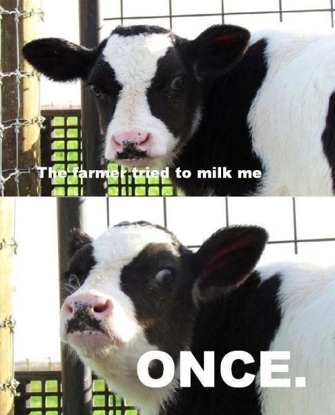 The Farmer Tried To Milk Me... - Funny pictures