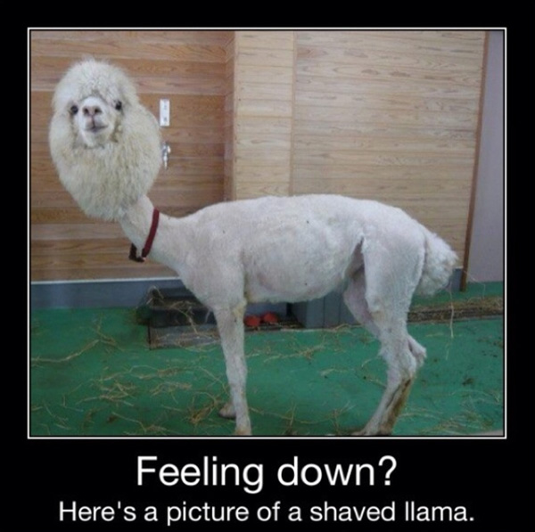Feeling Down? - Funny pictures