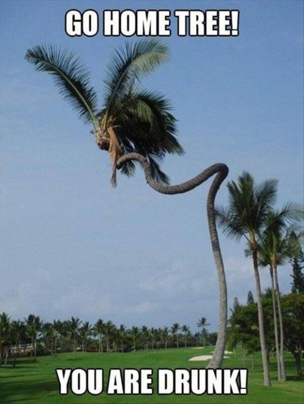 Go Home Tree - Funny pictures