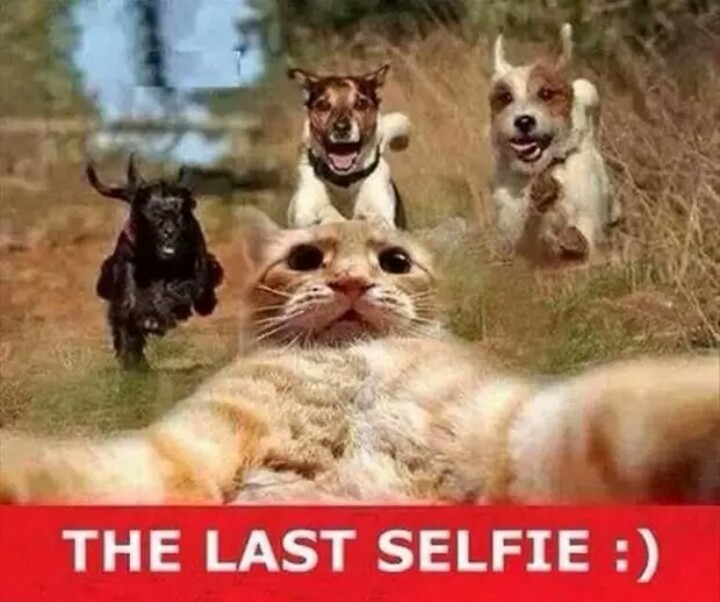 The Last Selfie - Funny pictures