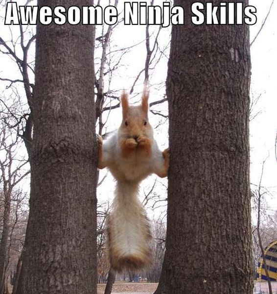 Ninja Squirrel - Funny pictures