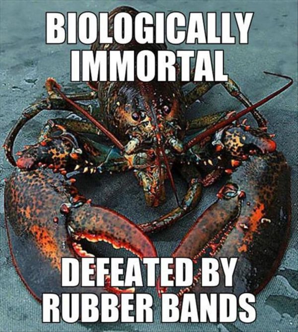 Biologically Immortal - Funny pictures