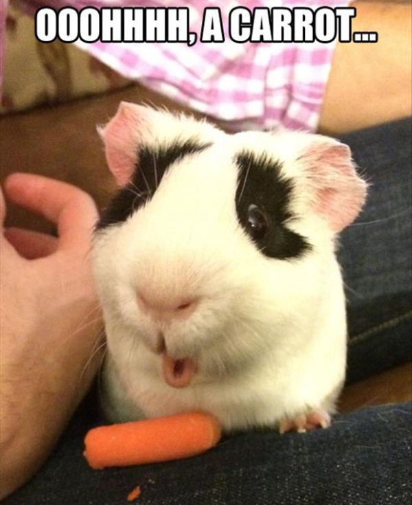 Ooohhhh! A Carrot! - Funny pictures