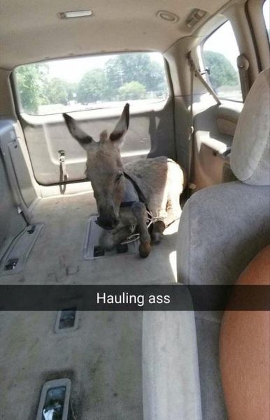 Hauling Ass - Funny pictures