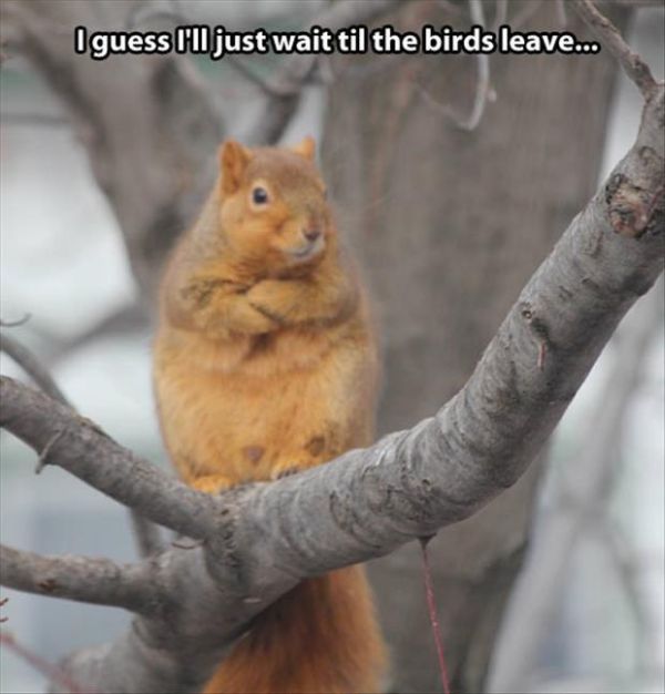 I Guess I'll Just Wait... - Funny pictures