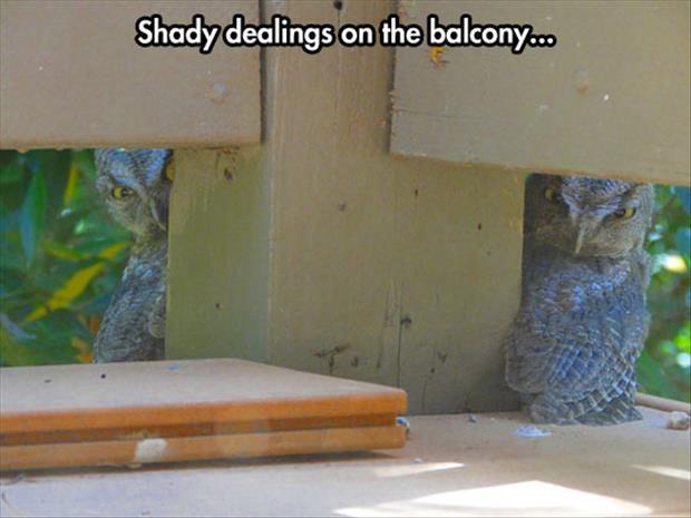 Shady Dealing On The Balcony - Funny pictures