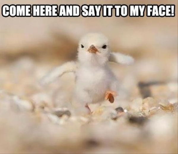 Angry Bird - Funny pictures