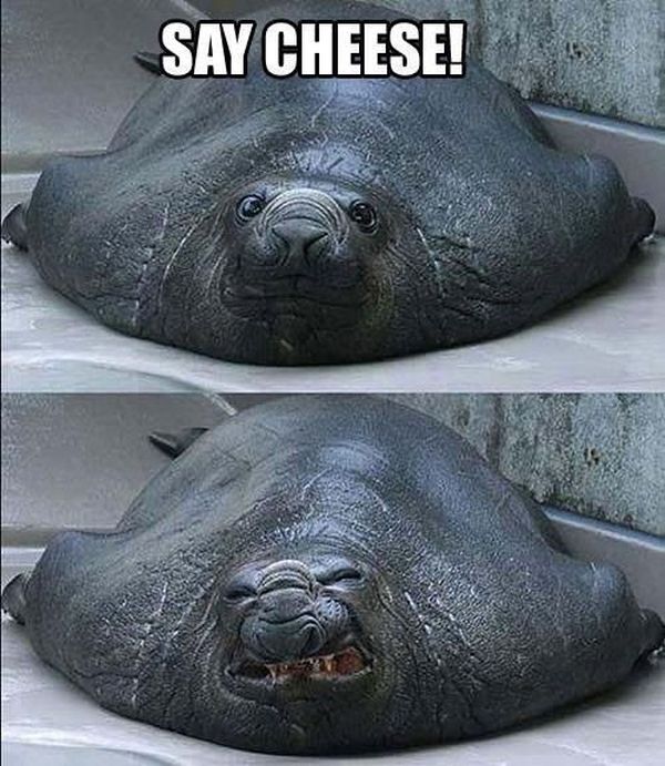 Say Cheese - Funny pictures