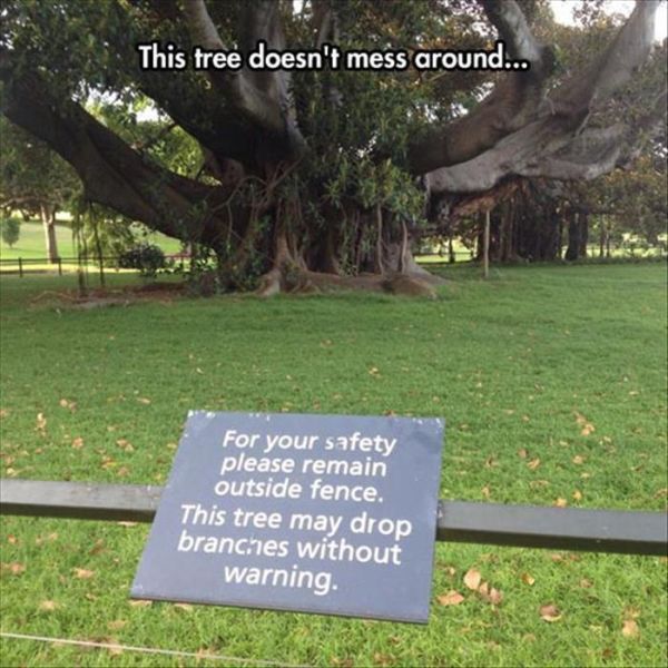 This Tree Doesn't Mess Around - Funny pictures