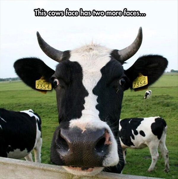 Two Faced Cow - Funny pictures