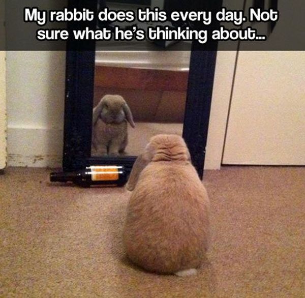 Introspective Bunny - Funny pictures