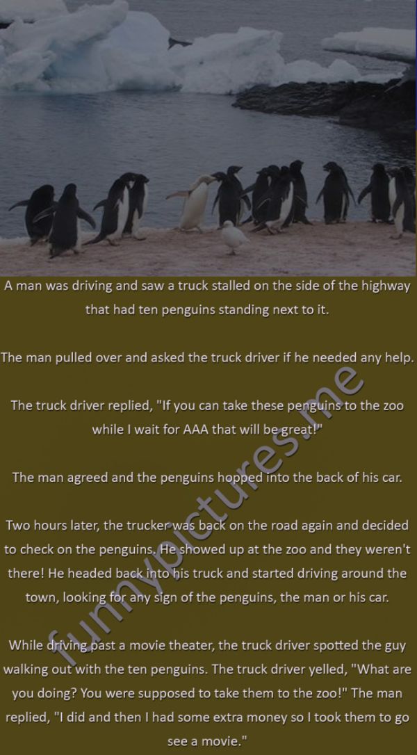 A Day With The Penguins - Funny pictures