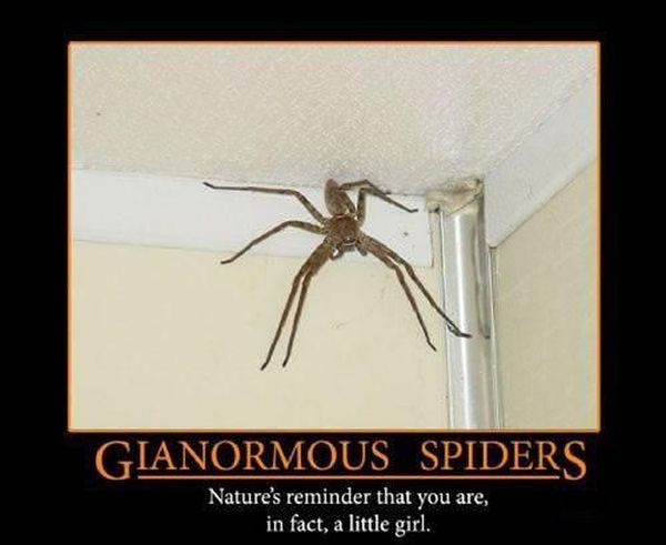 Gianormous Spiders - Funny pictures