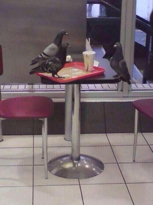 Pigeon Job Interview - Funny pictures