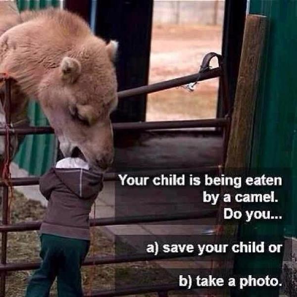 Your Child Is Being Eaten By A Camel - What Do You Do? - Funny pictures