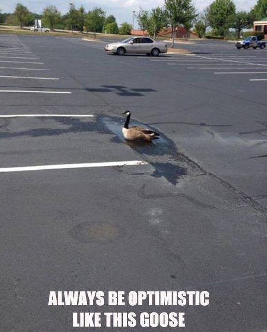Always Be Optimistic Like This Goose - Funny pictures