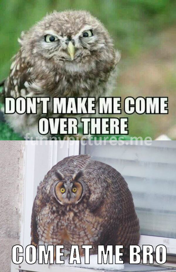 Don't Make Me Come Over There - funny pictures