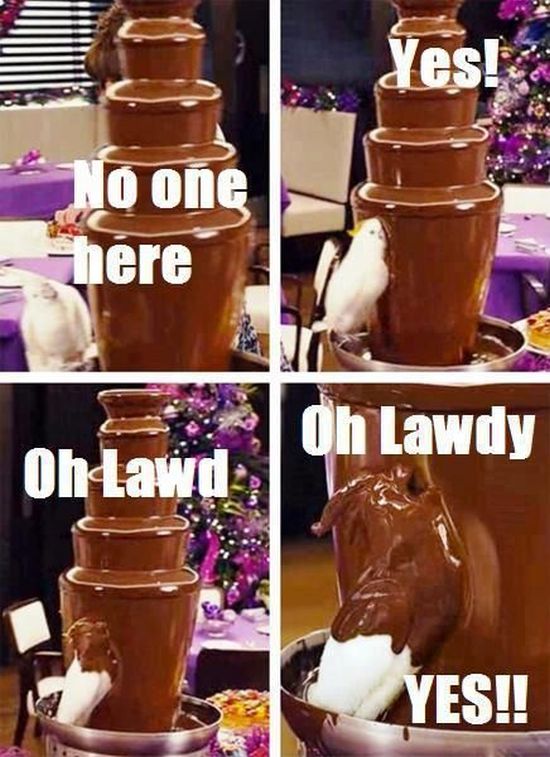 [Image: funny-pictures-no-one-here-chocolate-fou...parrot.jpg]