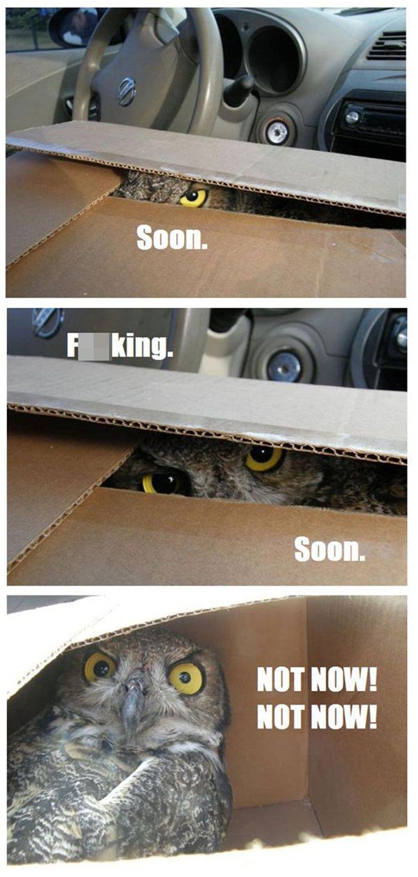 Soon... - Funny pictures