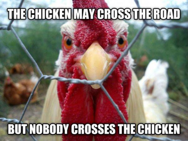 The Chicken May Cross The Road - Funny pictures