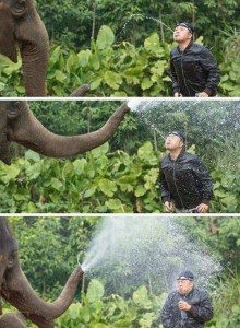 Don't Mess with Elephant - Funny pictures