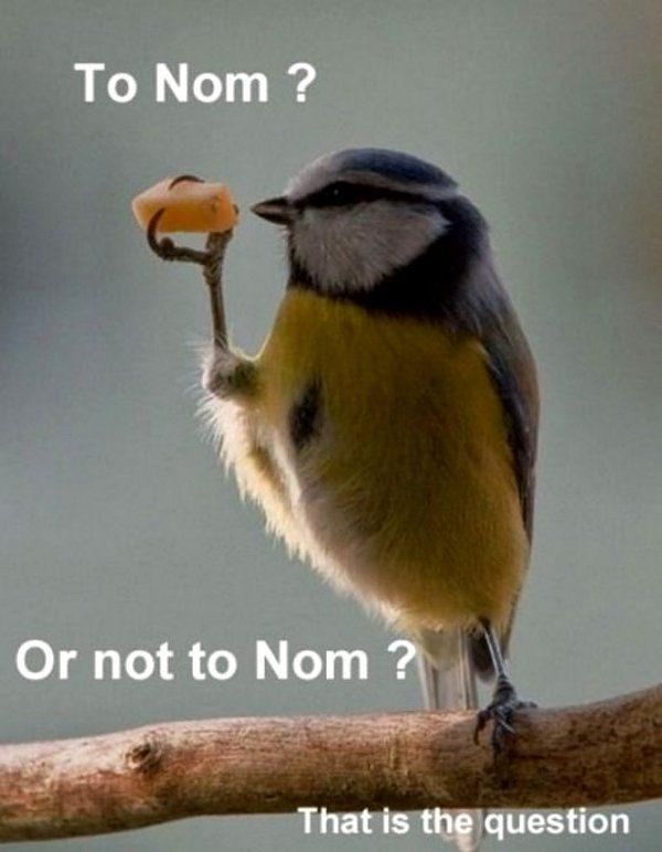 To Nom? Or Not To Nom? - Funny pictures